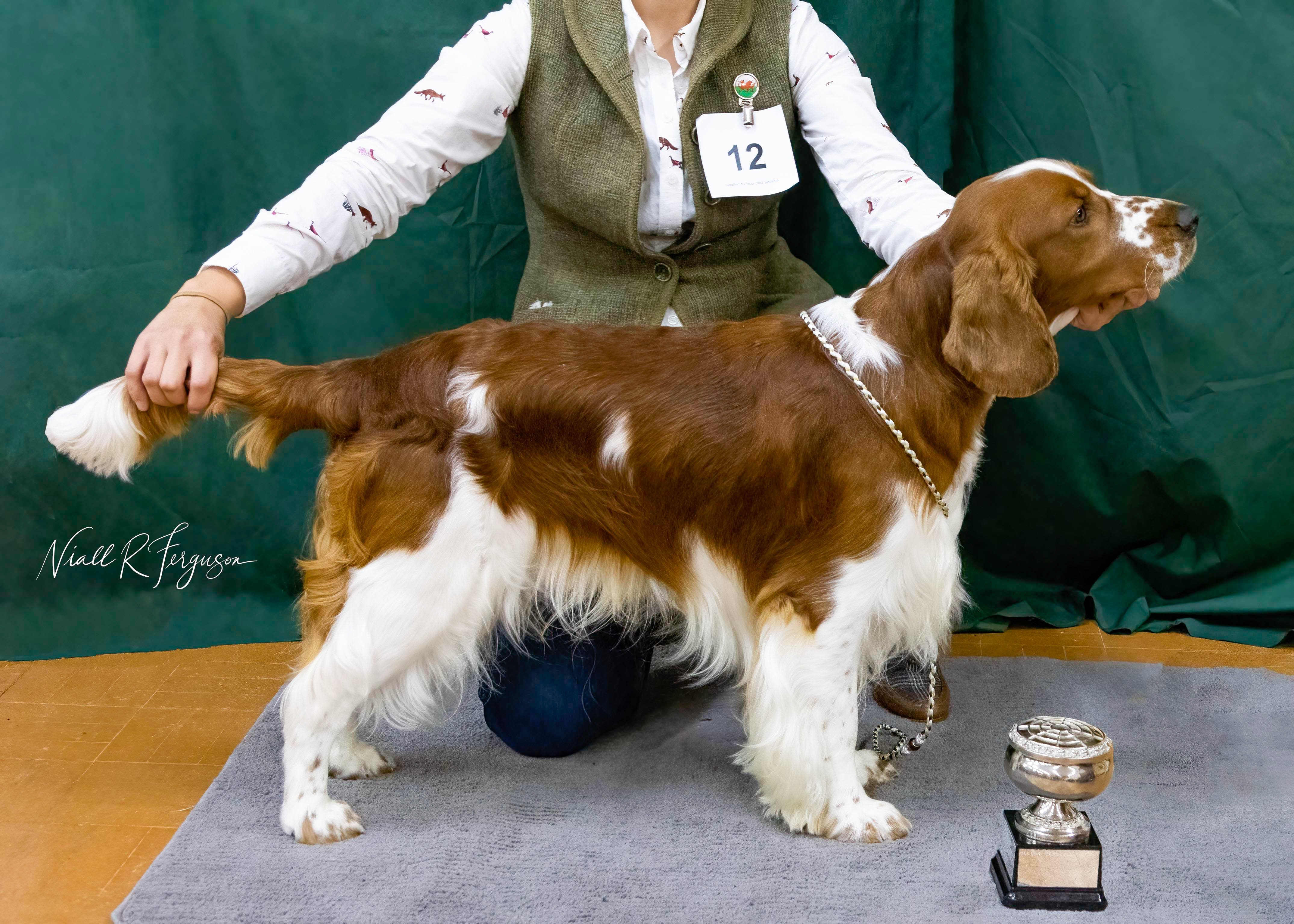 Special Beginners Dog